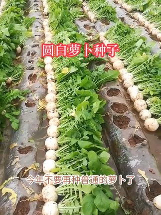 喜欢萝卜的种这个,圆白款清甜,做法多,种植不费心 #水果萝卜种子 #圆萝卜种子 #圆白萝卜种子 #白萝卜种子 #自己种的纯天然的绿色蔬菜
