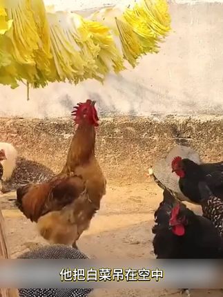 一盒50枚现捡现发,冰箱囤满30天早餐不重样! #土鸡蛋 #科学养鸡 #农村土鸡蛋营养价值 #鸡蛋