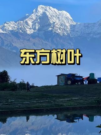 #东方树叶 #超好喝