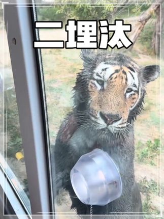 猫科动物都爱干净,二埋汰除外!还有黔灵山这头狮子 #黔灵山狮子 #二埋汰 #东北虎 #野生动物零距离 #神奇动物在抖音