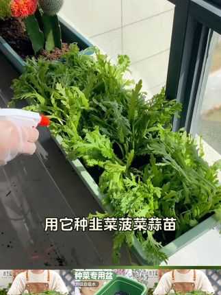 #花盆 #阳台种植 #长条花盆 #家庭种植 #爱生活爱养花