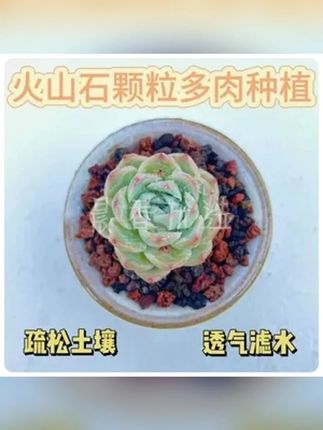 云南腾冲火山石颗粒多肉花卉拌土兰花铺面鱼缸底沙滤材铺面石