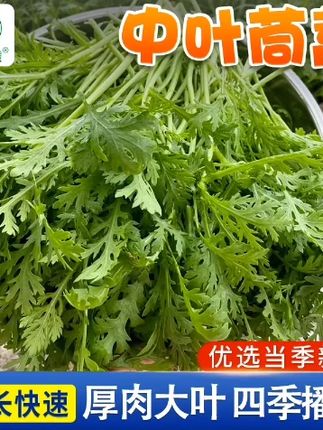 中叶茼蒿种子 中叶茼蒿种子