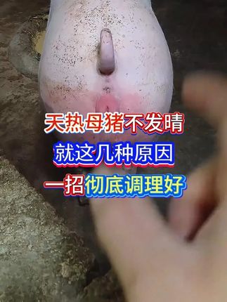 #母猪养殖技术 #所有养猪人