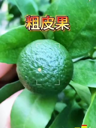 柑橘拉皮膨果套餐!乳酸钙镁硼锌 防裂修复畸形果补钙肥 #柑橘肥 #膨果肥 #防裂肥 #拉皮方案