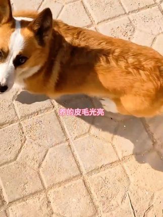 巧小熊猫咪维生素B狗营养补充剂添加多种宠物复合维生素C毛球克星 #宠物维生素B #巧5小熊猫咪营养剂 #宠物营养补充 #复合维生素C #毛球克星