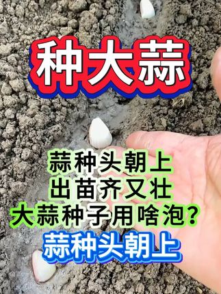 蒜种泡一泡, 明年产量高,老蒜农都用它!! #三农 #农业种植 #大蒜种植 #大蒜 #种大蒜