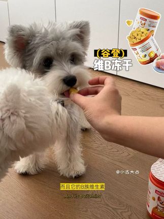 临近换季,记得在家给毛孩子备个维生素B, 像皮肤眼睛还有牙齿的一些小问题, 这一瓶就够用🐶!#萌宠好物 #新手养狗 #维生素B #宠物 #狗狗