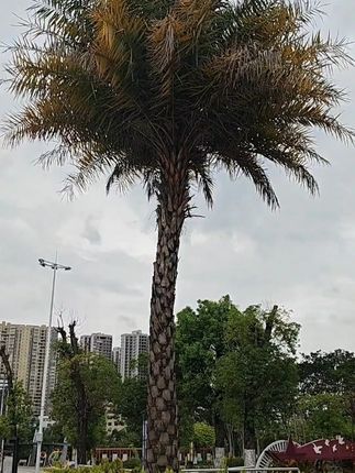 #大米