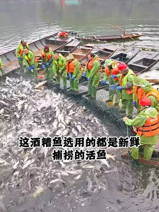 这酒糟鱼选用的都是新鲜捕捞的活鱼,那新鲜度没得说。