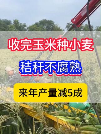 收完玉米种小麦,秸秆不 腐熟产量减5成。 #玉米 #秸秆焚烧 #秸秆还田 #小麦