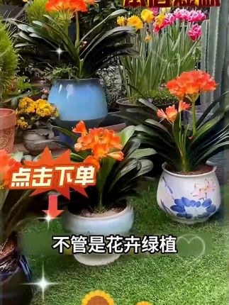 你要敢在花盆里把这个小红片插上你的植物都会长得枝繁叶茂 #养花小知识 #种植小技巧