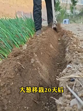 种植大葱生姜大蒜的农友们,一定要试试这款肥料#葱姜蒜 #葱姜蒜先锋 #三农 #肥料 #种植小技巧