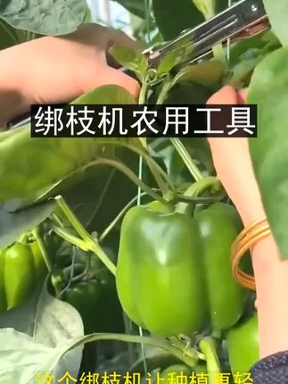 绑枝机葡萄西红柿圣女果捆扎机绑蔓器结束机农用工具 #农用工具 #绑枝机 #捆扎机