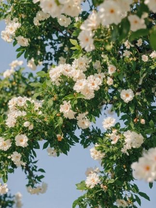 #爱生活爱养花 #花卉绿植 #植物 #净化空气 #好看的花一定要分享给你