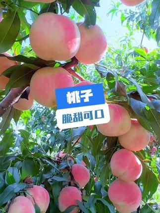 大秋桃蜜桃#s