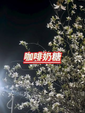 #好物推荐  #咖啡糖  #零食推荐