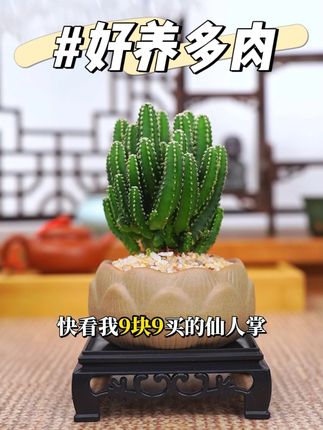 9块9的仙人掌,真的太值了! #绿植#室内盆栽#万重山#多肉植物#创享绿洲