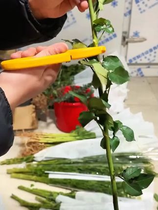 这么一个东西代替了剪刀和打刺钳两样东西,真方便#打刺钳  #花艺师剪刀  #花艺剪刀  #剪刀  #好物分享