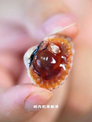 血蛤这种美食并不是所有人都能接受 但喜欢的人对它趋之若鹜 #血蛤 #生腌血蚶 #血蚶