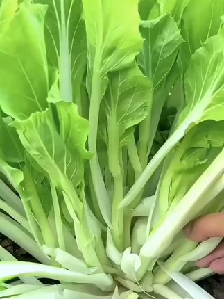 四季速生白菜苔,四季可种,适应性强,好种植,口感鲜嫩,清甜爽口#白菜苔 #蔬菜种子 #阳台小院均可种植 #在家种菜 1