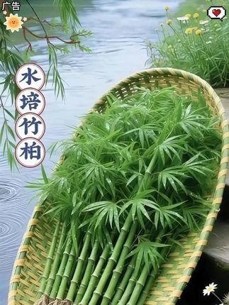 驱蚊水培竹柏盆裁。想给家居空间加一抹灵动绿意?试试竹柏水培盆栽呀! 四季都保持青翠,往客厅、卧室、桌面一摆清新自然氛围直接拉满~作为超有人气的室内绿植,它自带淡雅气息,给日常营造舒适感,用天然属性给居家环境添独特魅力 水培超省心!不用复杂养护,简单打理就能让绿意常伴~要是你想在家打造宁静自然小角落,选它准没错,静静给生活空间注入生机活力#水培竹柏 #水培植物 #竹柏 #净化空气 #室内绿植