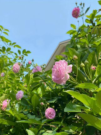 #穿搭#显瘦穿搭#小个子穿搭#夏季穿搭#裤子