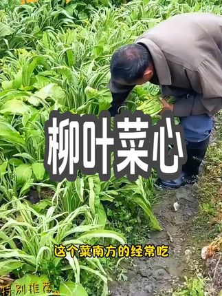 这个菜您吃过吗,它就是柳叶菜心