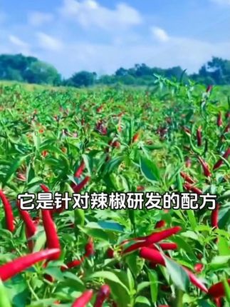 辣椒高产用这个配方#辣椒种植 #辣椒高产 #辣椒管理 #辣椒种植技术 #农业种植
