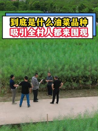 到底是什么油菜品种,吸引全村人都来围观 #2025年高产油菜种子 #优质油菜种子 #油菜增产增收