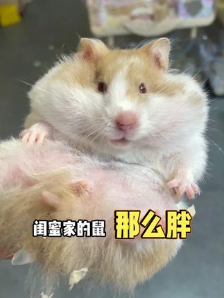 这个居然是给仓鼠吃的... #仓鼠 #仓鼠粮 #新手养鼠 #宠尚天
