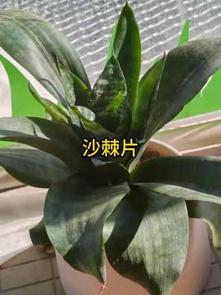 益生菌多肽沙棘片口腔异味肠胃差口气大胃火大嘴巴臭口干口苦 #益生菌多肽沙棘片 #好物分享 #好物推荐