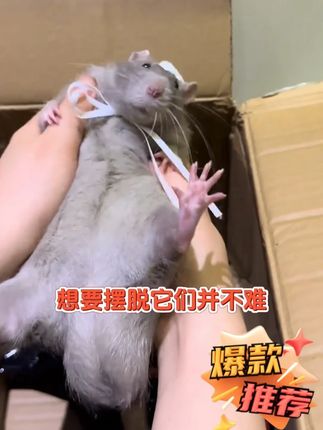 老鼠半夜乱窜?这颗凝珠往角落一放,三天没见鼠影!安全不刺鼻,有娃有宠也能放心用#老鼠药 #驱鼠魔盒 #灭鼠方法 #老鼠克星 #老鼠半夜乱窜