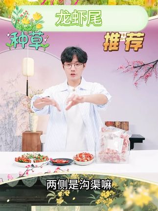 【虾谷】单冻龙虾尾潜江龙虾新虾制作 大号/特号 3斤装#龙虾尾 #虾肉 #峡谷 #好物推荐 @DOU+小助手 @DOU+好生意
