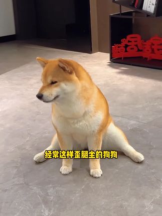 想要狗狗更健康、更长久的陪伴我们,软骨素一定要按时给它补充上了#狗狗 #新手养狗 #养狗的日常 #鲨鱼软骨素 #科学养宠攻略