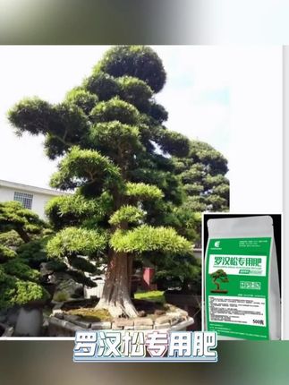 黄叶枯叶使用专用肥