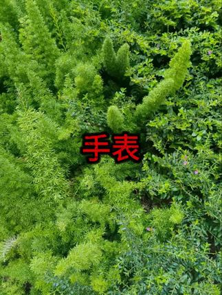 #超薄防水表 #自动机械表 #商务腕表