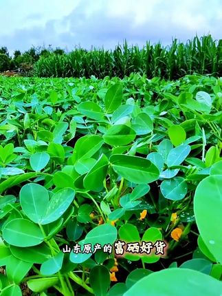 山东胶州半岛产,春旺黑花生,地道好味!#地道美食 #优质农产品 #黑花生米 #好吃又营养 #配料表干净