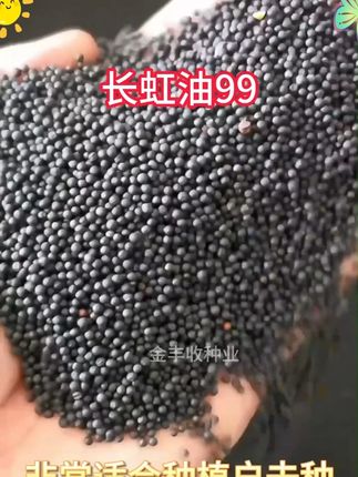 长虹油99油菜种子高产油菜籽矮杆新种原装正品黑油菜子杂交早熟种#长虹油99油