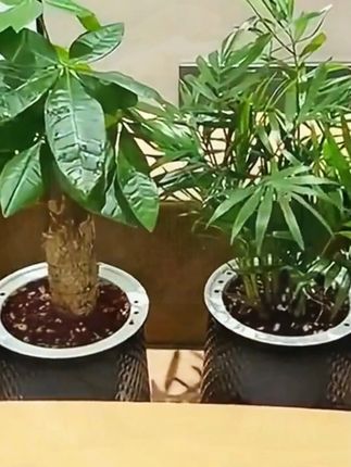 #绿植 #绿植花卉 #水培植物 #懒人绿植推荐 #绿植盆栽