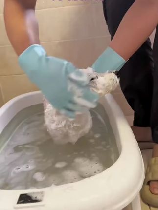 宠物洗澡手套狗狗猫咪洗澡神器搓澡按摩手套防抓防咬防水去污用品#宠物洗澡手套 #防抓手套 #宠物搓澡神器 #狗狗猫咪用品 #宠物清洁