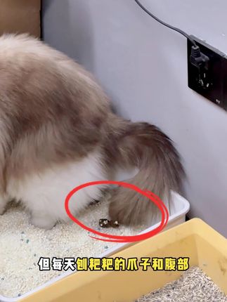 夏天猫猫臭的快但又不能频繁水洗! 就用这个免洗精华液搓一搓!不粘手、不伤毛发、猫咪不应激,自己在家就能翻新小脏猫! #猫咪洗澡 #宠物免洗精华 #猫咪洗澡不应激
