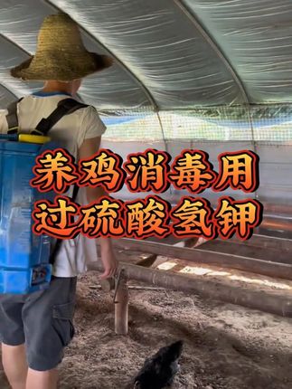 养鸡消毒用过硫酸氢钾 #养鸡人 #养鸡 #鸡鸭鹅养殖 #养殖好帮手 #三农