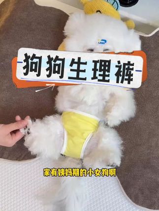 KIMHOME宠物狗狗生理裤泰迪姨妈巾经期防骚扰小狗可爱内裤纸尿裤#狗狗生理裤#爱宠萌宠 #萌宠好物 #养猫用品推荐 #萌宠推荐官