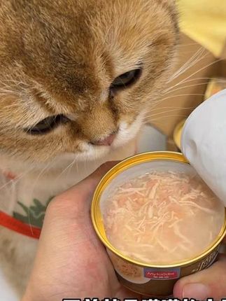 【浓汁小金罐】麦富迪猫咪零食罐头小金罐 浓汁大肉块营养补水湿 麦富迪新升级的高汤小金管也太划算了吧  #新手养猫  #萌宠好物  #亲测分享  #科学养宠攻略  #猫罐头