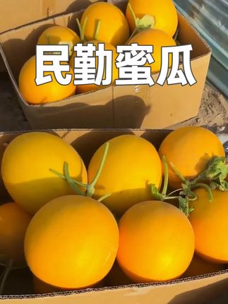 民勤蜜瓜,每一口都是阳光的馈赠,甜到让舌尖跳舞…… #武威民勤蜜瓜 #新鲜应季水果 #口感特别好 #优质农产品 #现摘现发新鲜到家