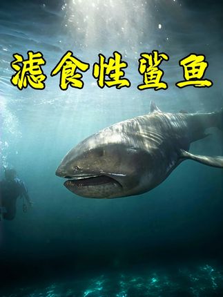 滤食性的鲨鱼你都见过吗 #神奇动物在抖音 #动物世界 #海底世界 #科普 #保护动物