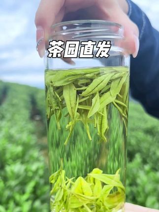 正宗原产地高山白茶 1200米高山种植 远离污染的一杯干净好茶 #一杯好茶 #茶农自产自销茶 #召唤茶友喝好茶 #喝茶的乐趣