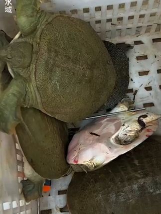 用这个方法钓甲鱼,保你一天多钓好几只#真实户外#钓甲鱼#强烈推荐