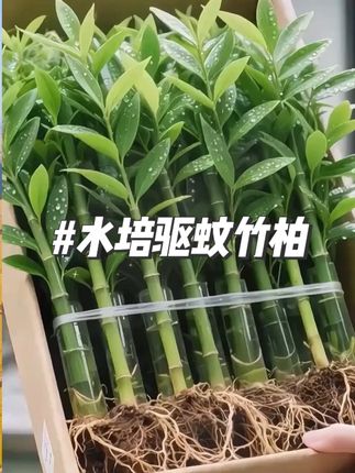 #水培植物 #室内盆栽 #花卉绿植 #净化空气 #驱蚊